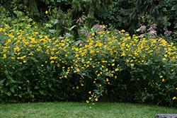False Sunflower (Heliopsis helianthoides) at Creekside Home & Garden