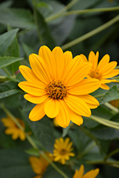False Sunflower (Heliopsis helianthoides) at Creekside Home & Garden