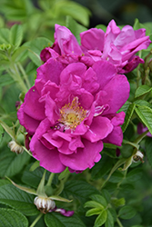 Purple Pavement Rose (Rosa 'Purple Pavement') at Creekside Home & Garden