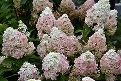 Quick Fire Fab Hydrangea (Hydrangea paniculata 'SMNHPM') at Creekside Home & Garden