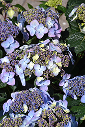 Endless Summer Pop Star Hydrangea (Hydrangea macrophylla 'BAILMACSIX') at Creekside Home & Garden