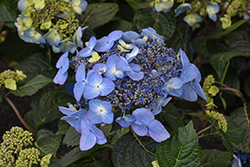 Endless Summer Pop Star Hydrangea (Hydrangea macrophylla 'BAILMACSIX') at Creekside Home & Garden