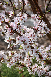 Pink Candles Nanking Cherry (Prunus tomentosa 'Pink Candles') at Creekside Home & Garden