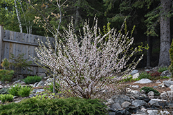 Pink Candles Nanking Cherry (Prunus tomentosa 'Pink Candles') at Creekside Home & Garden
