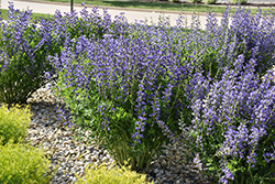 Blue Wild Indigo (Baptisia australis) at Creekside Home & Garden