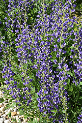 Blue Wild Indigo (Baptisia australis) at Creekside Home & Garden