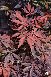 Purple-Leaf Japanese Maple (Acer palmatum 'Atropurpureum') at Creekside Home & Garden