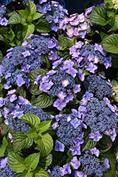 Pop Star Hydrangea (Hydrangea macrophylla 'BAILMACSIX') at Creekside Home & Garden