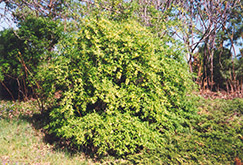 Cherry Prinsepia (Prinsepia sinensis) at Creekside Home & Garden
