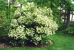 Arrowwood (Viburnum dentatum) at Creekside Home & Garden