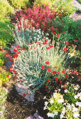 Grenadin Red Carnation (Dianthus caryophyllus 'Grenadin Red') at Creekside Home & Garden