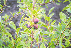 Sapalta Cherry-Plum (Prunus 'Sapalta') at Creekside Home & Garden