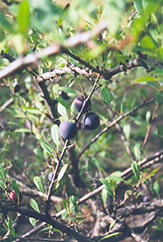 Opata Cherry-Plum (Prunus 'Opata') at Creekside Home & Garden
