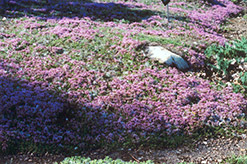 Mother-of-Thyme (Thymus praecox) at Creekside Home & Garden