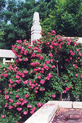 William Baffin Rose (Rosa 'William Baffin') at Creekside Home & Garden