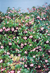 Vancouver Jade Bearberry (Arctostaphylos uva-ursi 'Vancouver Jade') at Creekside Home & Garden