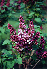 Belle de Nancy Lilac (Syringa vulgaris 'Belle de Nancy') at Creekside Home & Garden