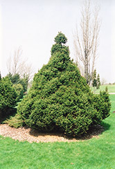 Ohlendorf Spruce (Picea abies 'Ohlendorfii') at Creekside Home & Garden