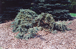 Creeping Blue Spruce (Picea pungens 'Glauca Prostrata') at Creekside Home & Garden