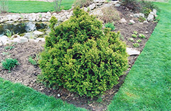 Sherwood Frost Arborvitae (Thuja occidentalis 'Sherwood Frost') at Creekside Home & Garden