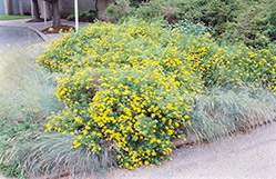 Goldfinger Potentilla (Potentilla fruticosa 'Goldfinger') at Creekside Home & Garden