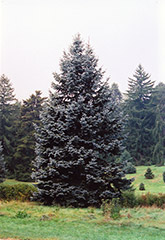 Hoopsii Blue Spruce (Picea pungens 'Hoopsii') at Creekside Home & Garden