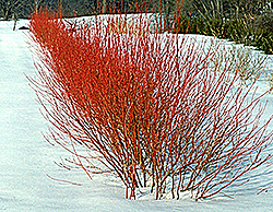 Cardinal Dogwood (Cornus sericea 'Cardinal') at Creekside Home & Garden