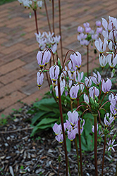 Shooting Star (Dodecatheon meadia) at Creekside Home & Garden