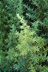 Oriental Limelight Artemisia (Artemisia vulgaris 'Oriental Limelight') at Creekside Home & Garden
