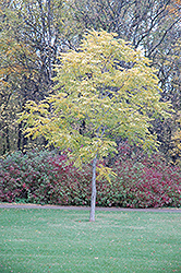Kentucky Coffeetree (Gymnocladus dioicus) at Creekside Home & Garden