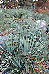 Adam's Needle (Yucca filamentosa) at Creekside Home & Garden