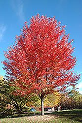 Autumn Blaze Maple (Acer x freemanii 'Jeffersred') at Creekside Home & Garden