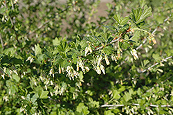 Pixwell Gooseberry (Ribes 'Pixwell') at Creekside Home & Garden