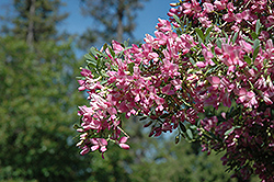 Saltbush (Halimodendron halodendron) at Creekside Home & Garden