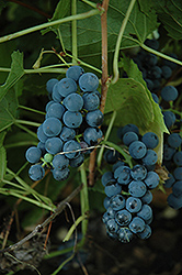 Valiant Grape (Vitis 'Valiant') at Creekside Home & Garden