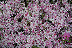 Candy Stripe Moss Phlox (Phlox subulata 'Candy Stripe') at Creekside Home & Garden
