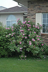 Therese Bugnet Rose (Rosa 'Therese Bugnet') at Creekside Home & Garden