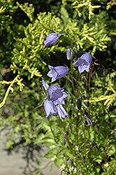 Bavaria Blue Creeping Bellflower (Campanula cochleariifolia 'Bavaria Blue') at Creekside Home & Garden