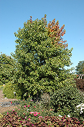 Sienna Glen Maple (Acer x freemanii 'Sienna') at Creekside Home & Garden