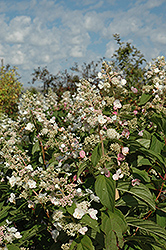 Tardiva Hydrangea (Hydrangea paniculata 'Tardiva') at Creekside Home & Garden