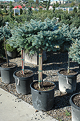 Globe Blue Spruce (tree form) (Picea pungens 'Globosa (tree form)') at Creekside Home & Garden