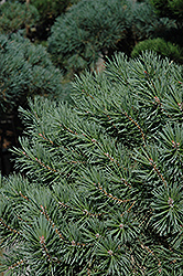 French Blue Scotch Pine (Pinus sylvestris 'French Blue') at Creekside Home & Garden