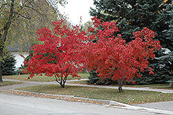 Flame Amur Maple (Acer ginnala 'Flame') at Creekside Home & Garden