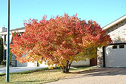 Amur Maple (multi-stem) (Acer ginnala '(multi-stem)') at Creekside Home & Garden