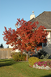 Tatarian Maple (Acer tataricum) at Creekside Home & Garden