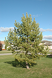 French Blue Scotch Pine (Pinus sylvestris 'French Blue') at Creekside Home & Garden