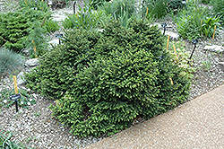 Pumila Norway Spruce (Picea abies 'Pumila') at Creekside Home & Garden