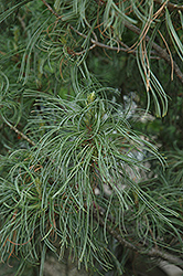 Twisted White Pine (Pinus strobus 'Contorta') at Creekside Home & Garden