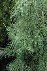 Weeping White Pine (Pinus strobus 'Pendula') at Creekside Home & Garden