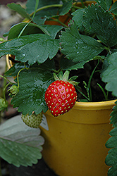 Kent Strawberry (Fragaria 'Kent') at Creekside Home & Garden